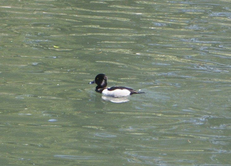 Ring-necked Duck - ML306459661