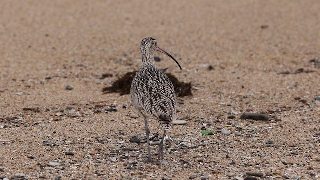 Long-billed Curlew - ML306461421
