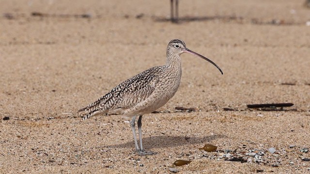 Long-billed Curlew - ML306462331