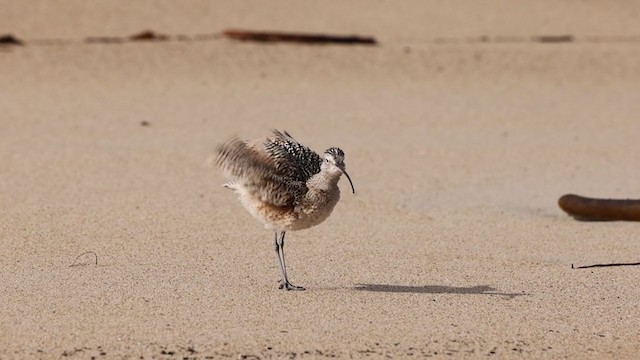 Long-billed Curlew - ML306464281