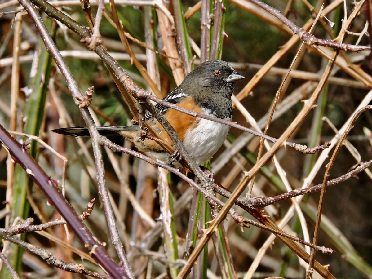 Spotted Towhee - ML306465191
