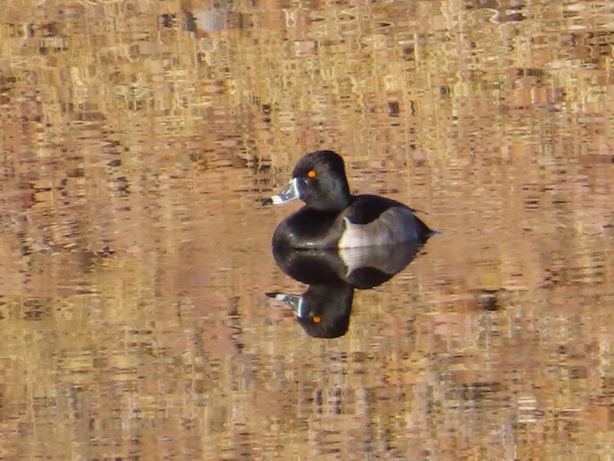 Ring-necked Duck - ML306466181