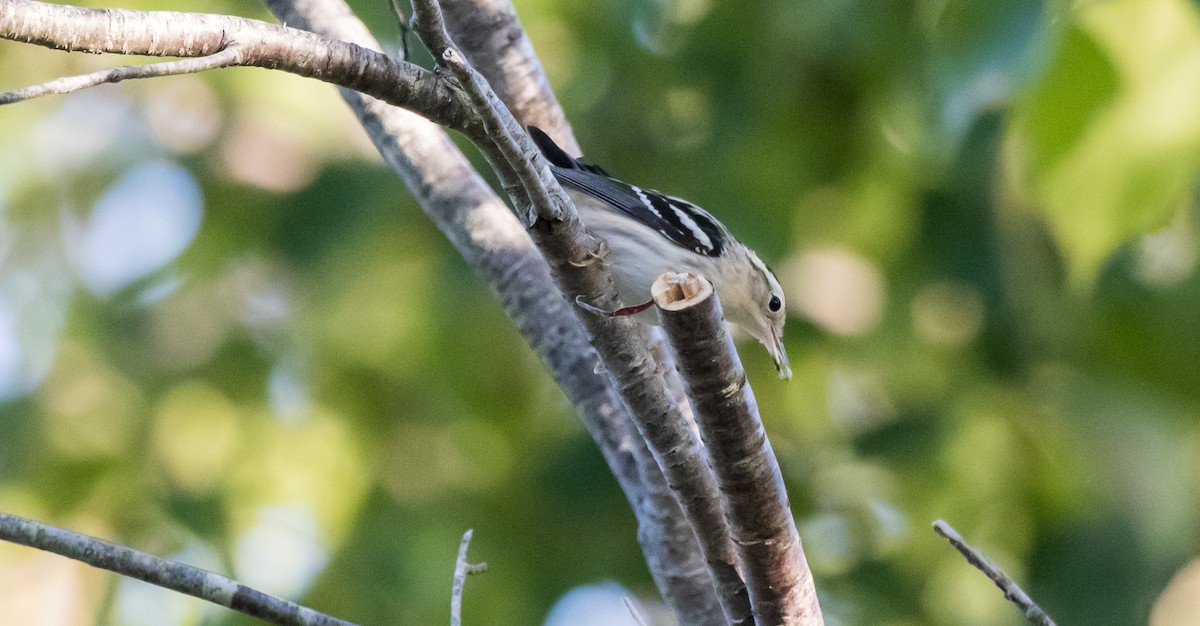 Black-and-white Warbler - ML306467911
