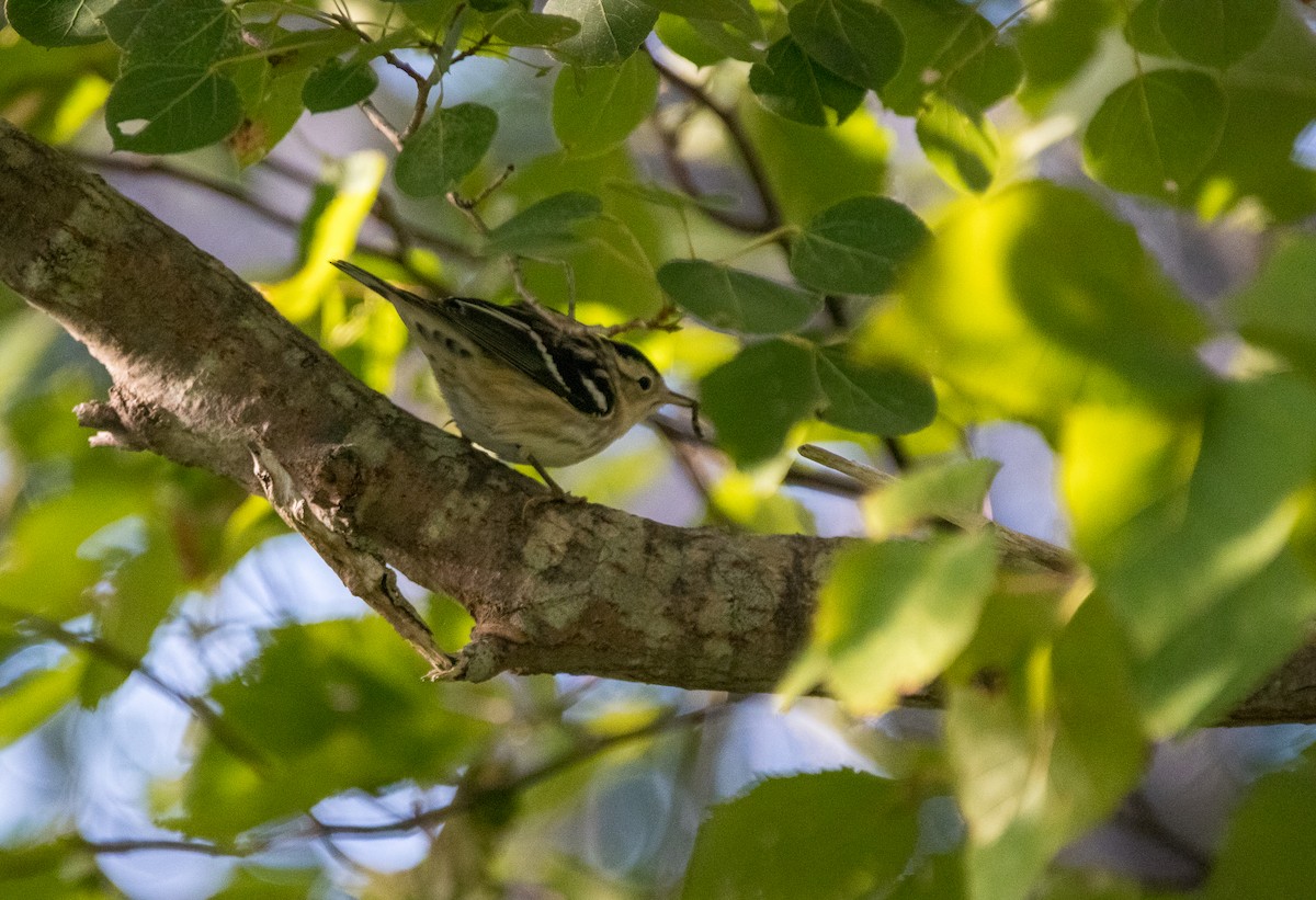 Black-and-white Warbler - ML306467921