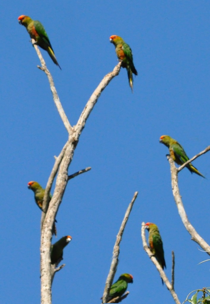 Golden-capped Parakeet - DEMETRIO LORIN