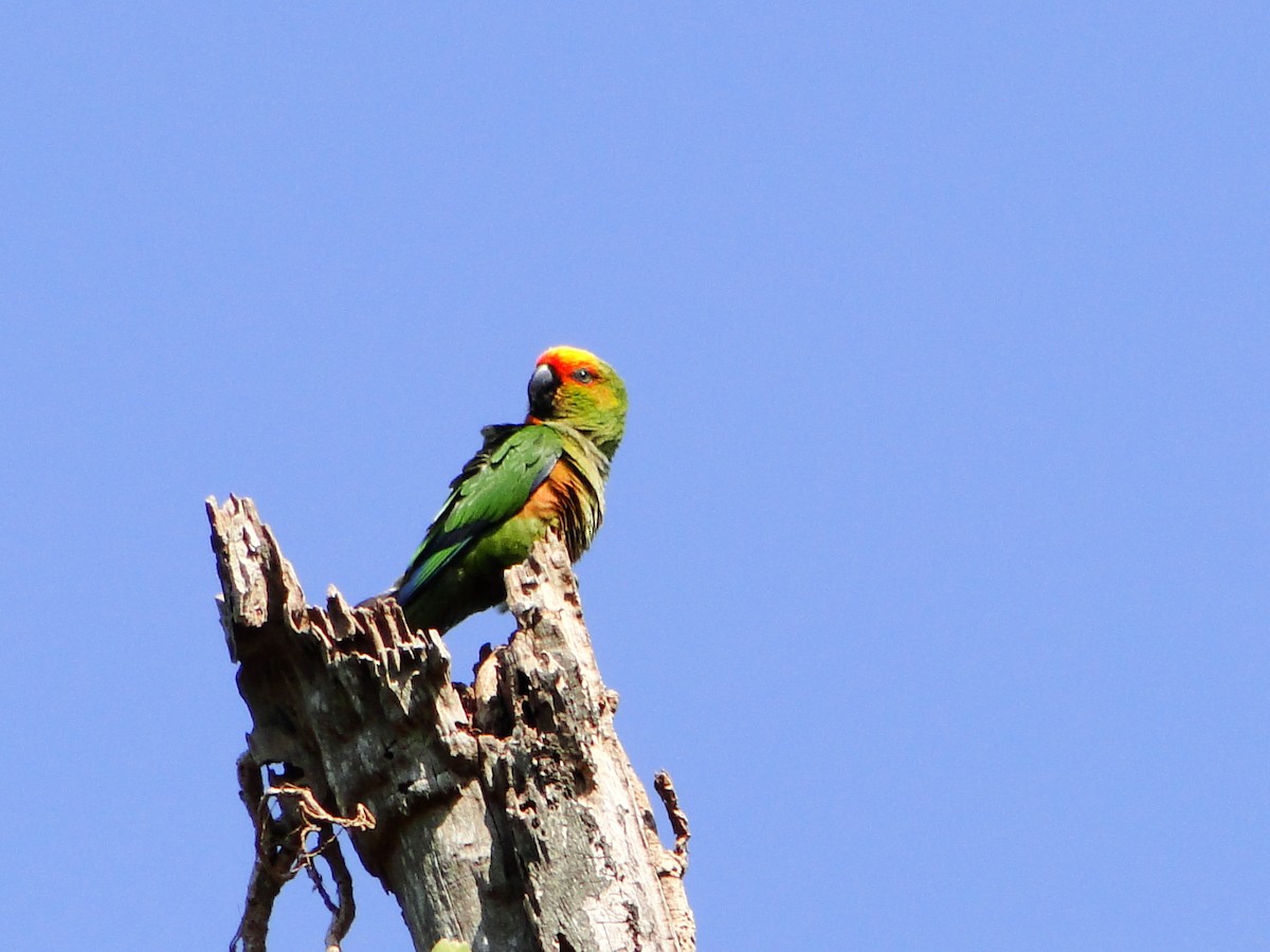 Golden-capped Parakeet - DEMETRIO LORIN