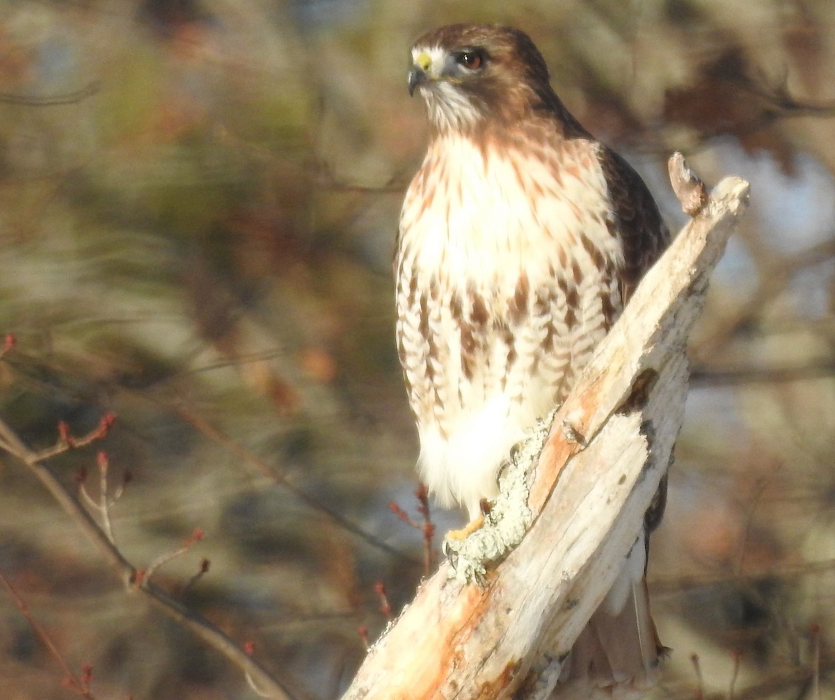 Red-tailed Hawk - ML306472441