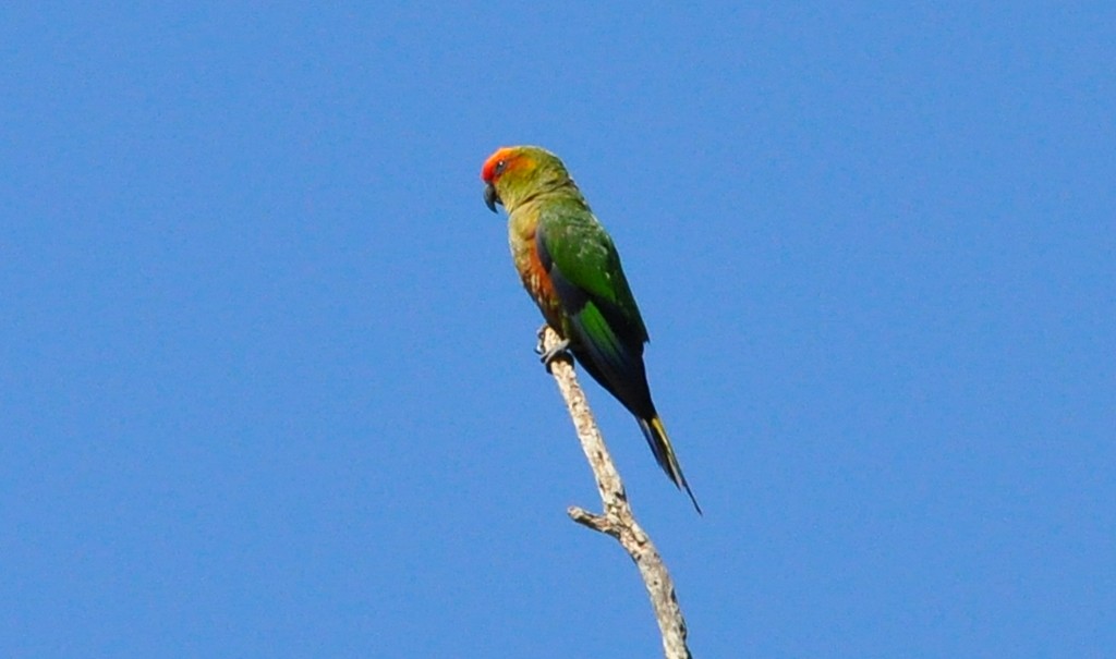 Golden-capped Parakeet - ML30647341