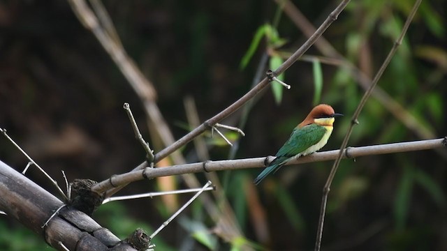 Chestnut-headed Bee-eater - ML306475691