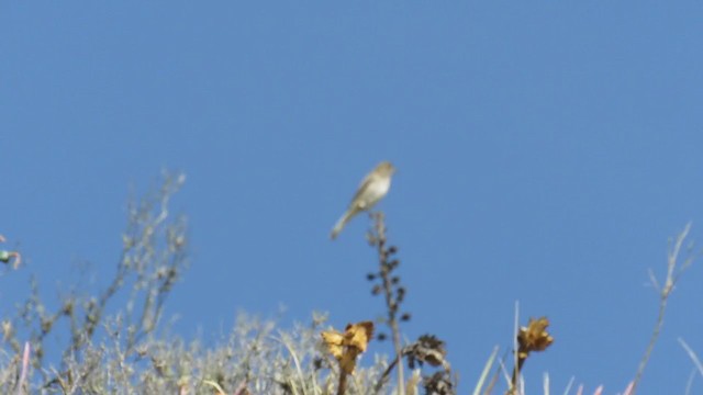 White-tailed Shrike-Tyrant - ML306481481