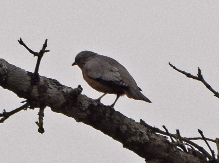 Chestnut-tailed Starling - ML306482161