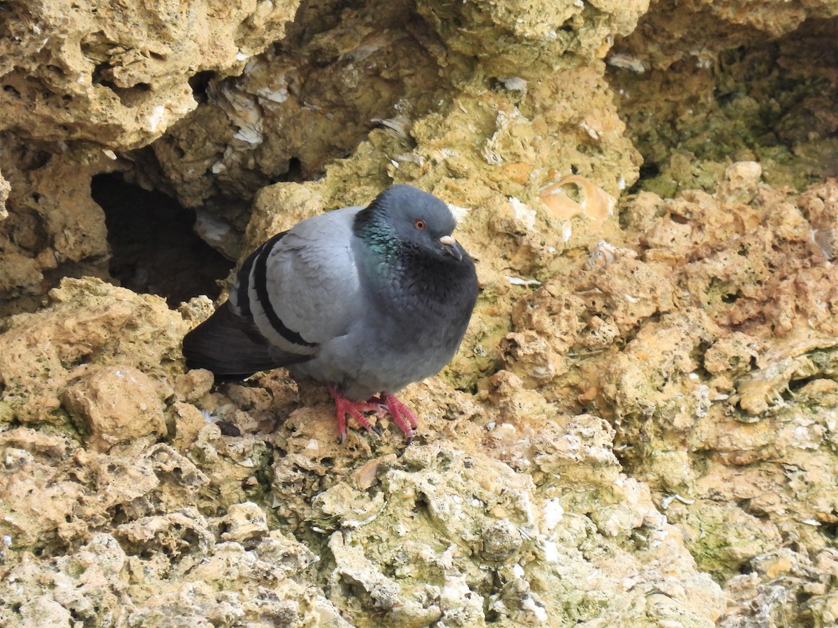 Rock Pigeon (Wild type) - ML306482631