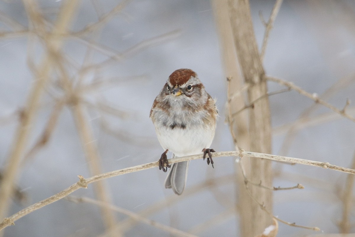 American Tree Sparrow - ML306482961