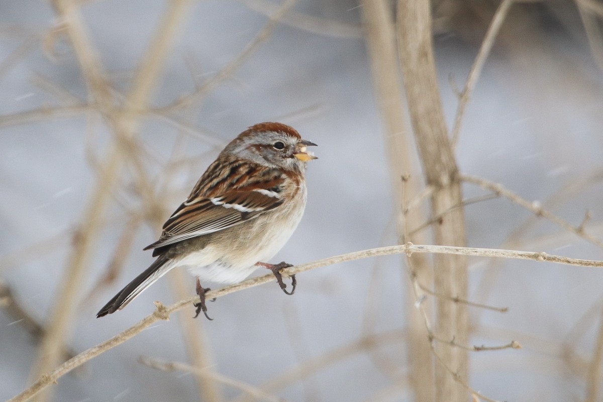 American Tree Sparrow - ML306483041