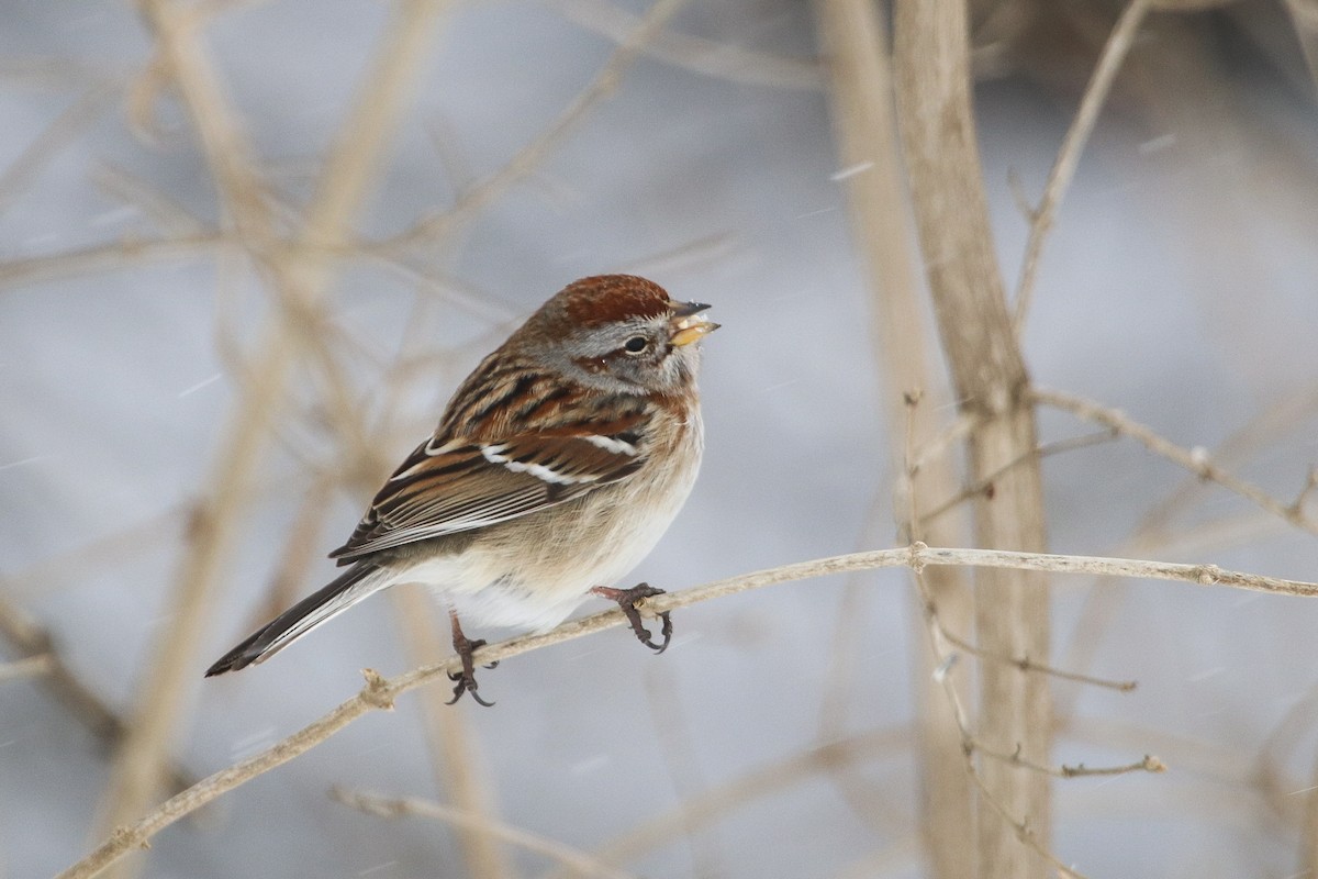 American Tree Sparrow - Jefferson Shank