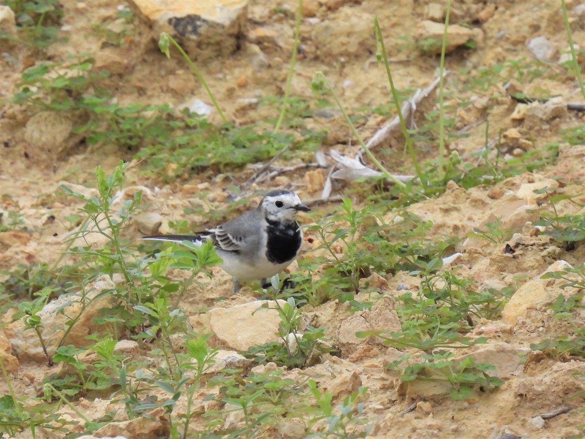 White Wagtail (White-faced) - ML306483101