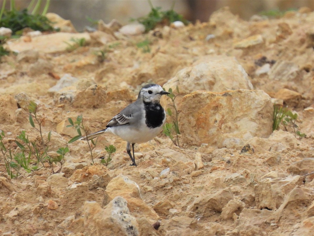White Wagtail (White-faced) - ML306483341