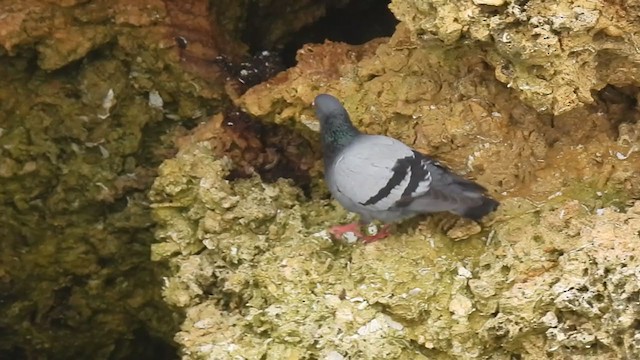 Rock Pigeon (Wild type) - ML306483921