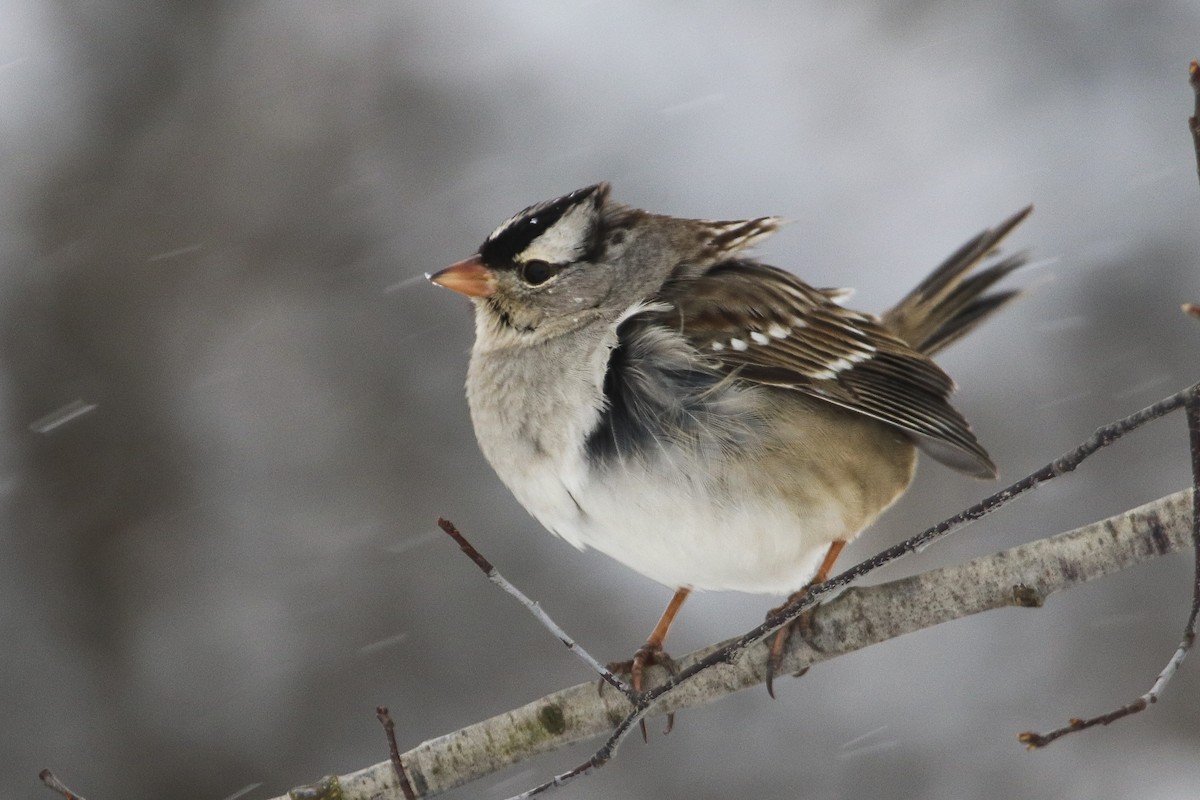 White-crowned Sparrow - ML306484841