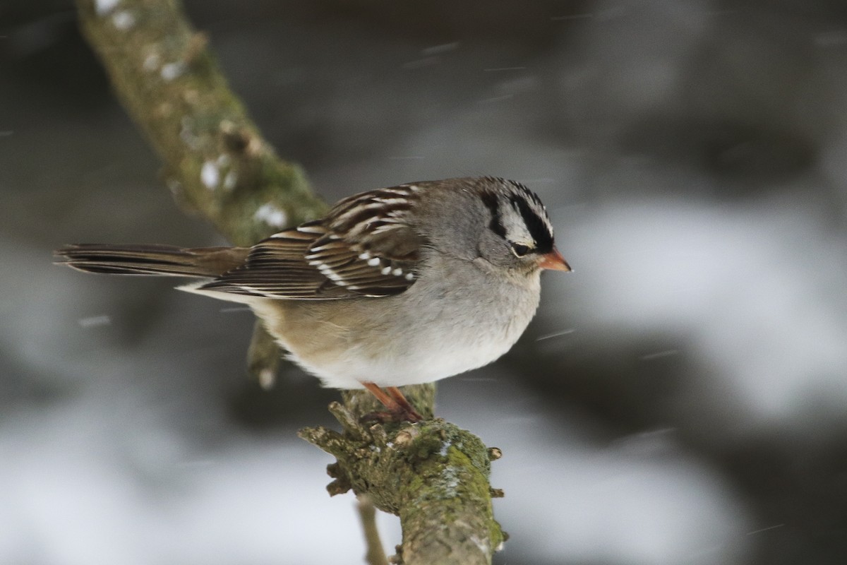 White-crowned Sparrow - ML306484861