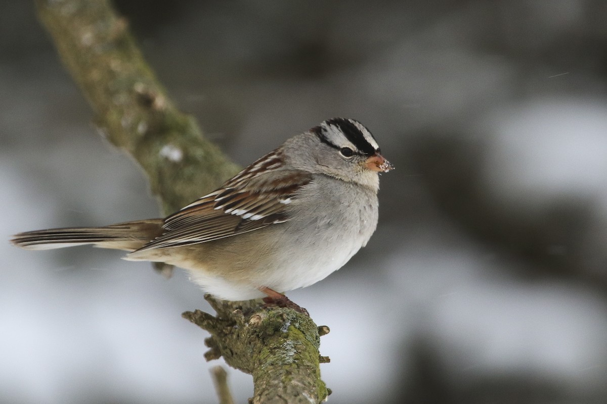 White-crowned Sparrow - ML306485141