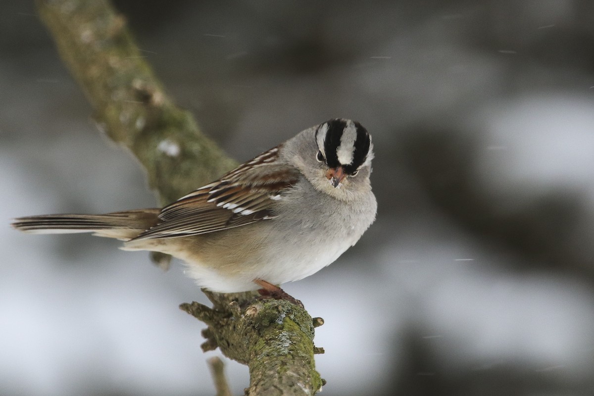 White-crowned Sparrow - ML306485221