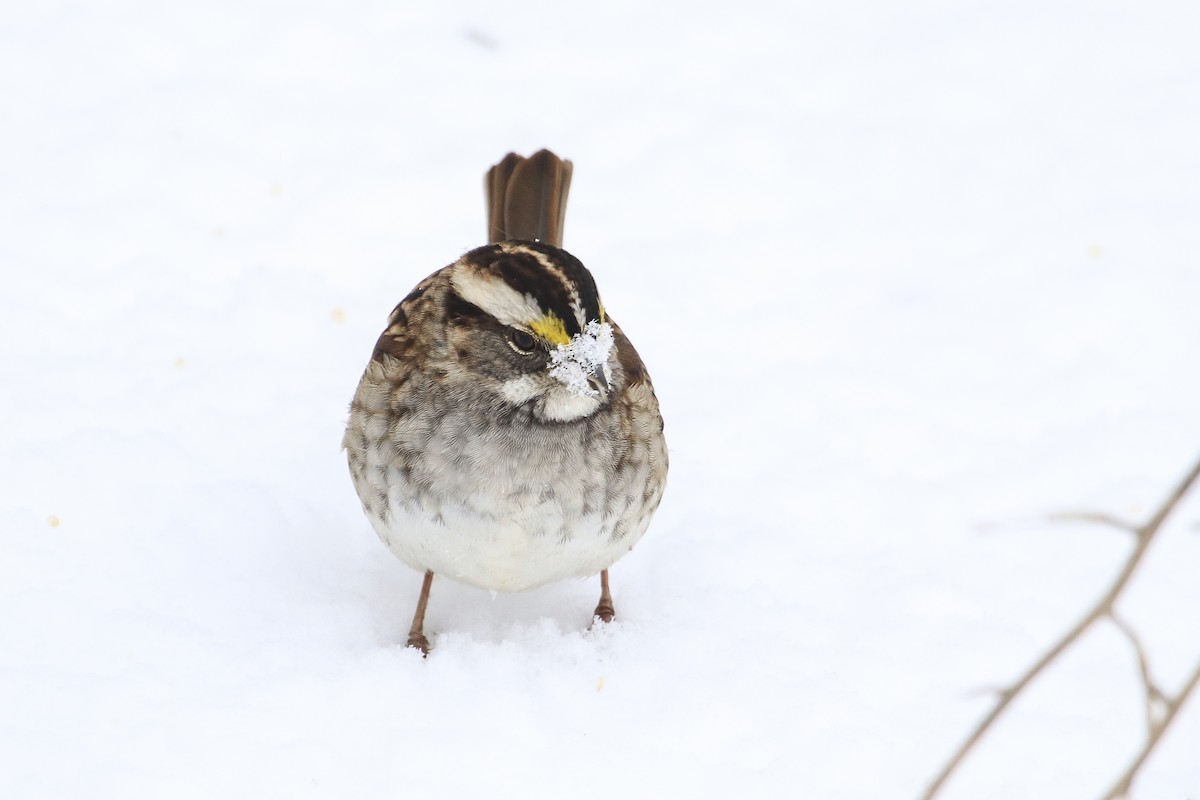White-throated Sparrow - ML306485351