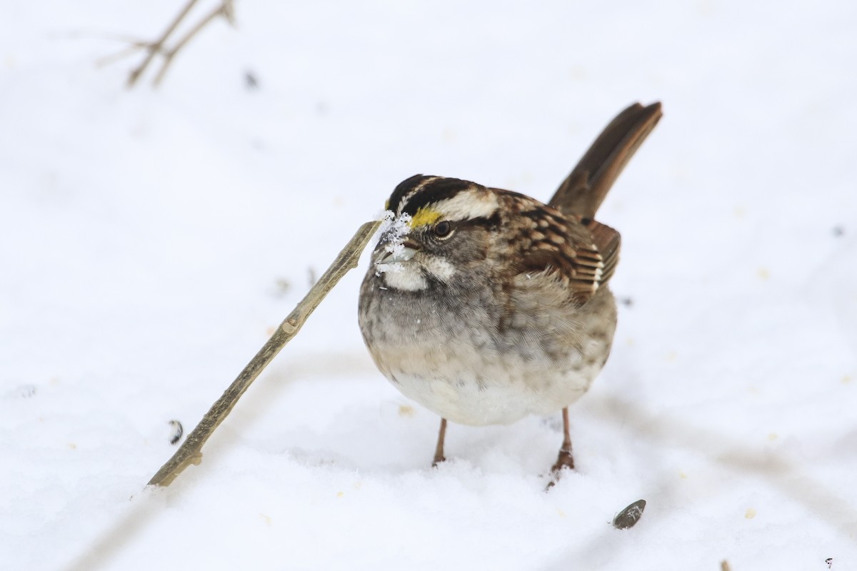 White-throated Sparrow - ML306485481