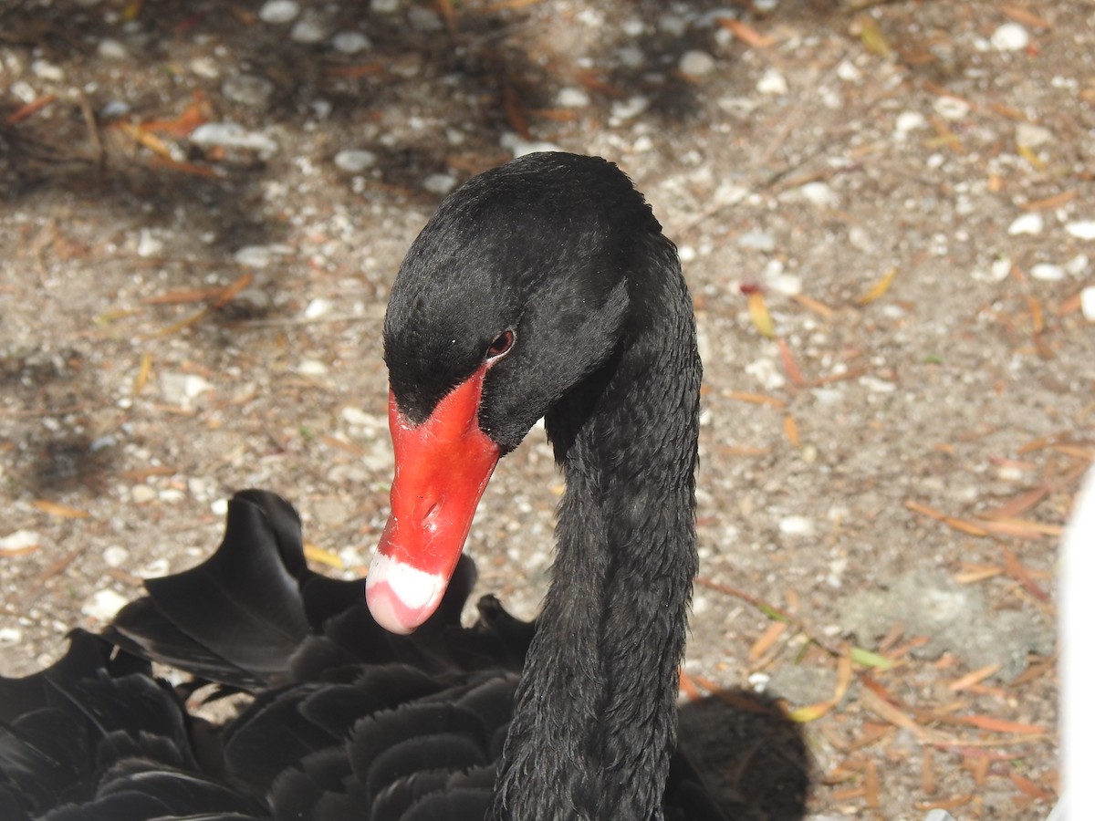 Black Swan - ML306489731