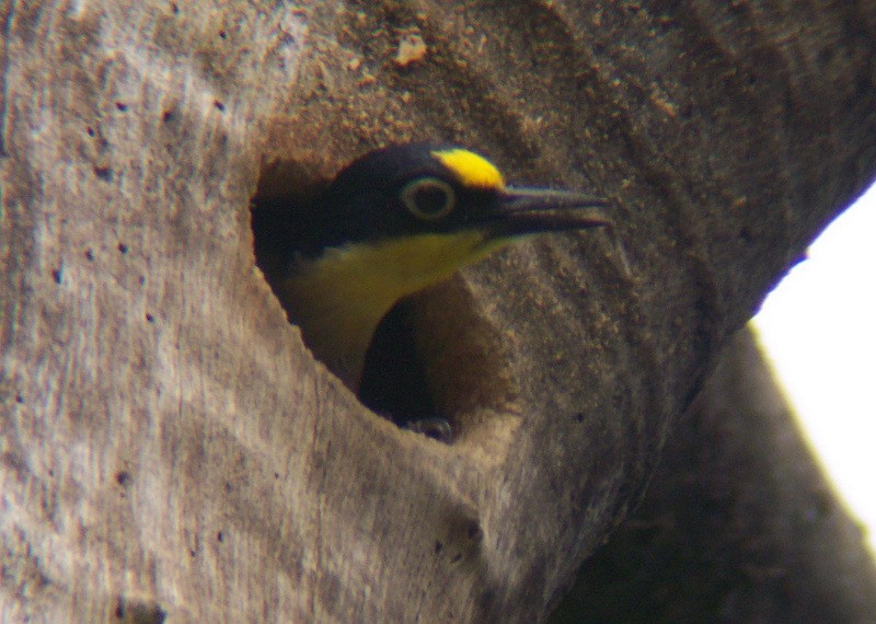 Yellow-fronted Woodpecker - Jeff Harding