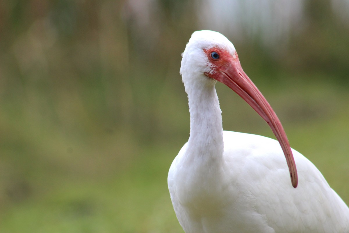 ibis bílý - ML306494801