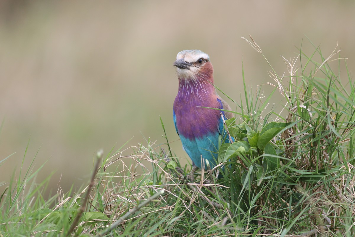 Lilac-breasted Roller - ML306499111