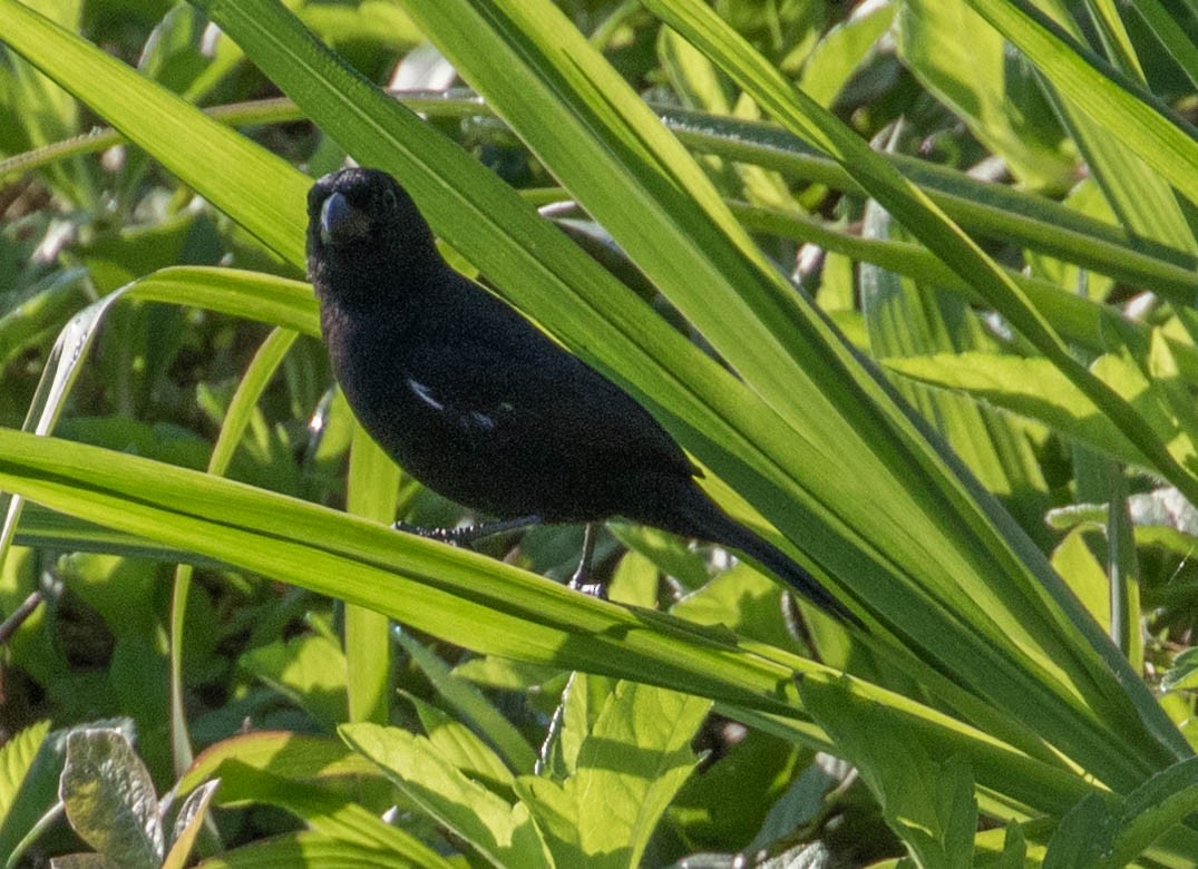 Variable Seedeater - ML306506491