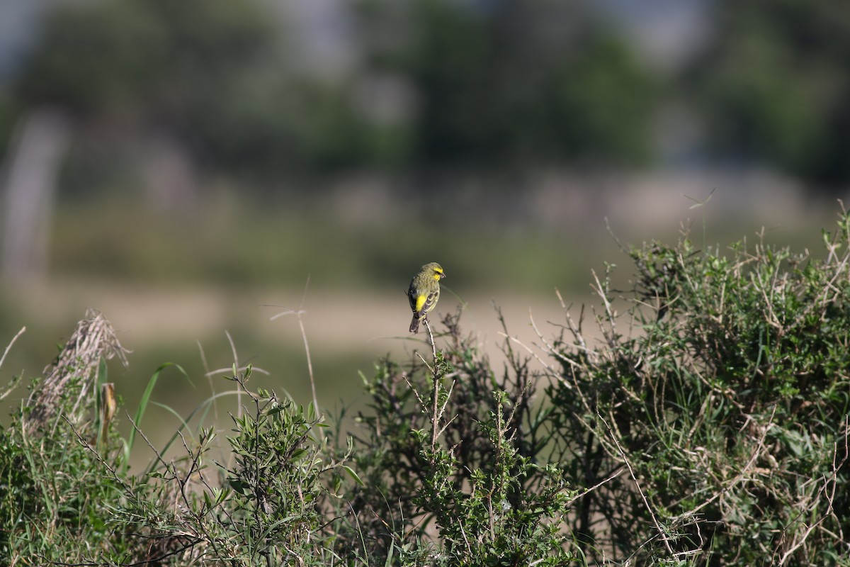 Yellow-fronted Canary - ML306506701