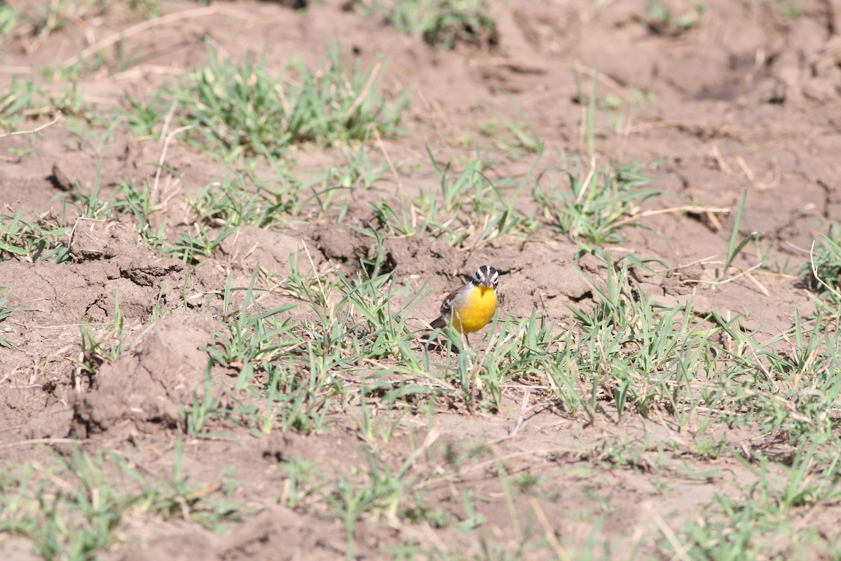 Golden-breasted Bunting - ML306507191