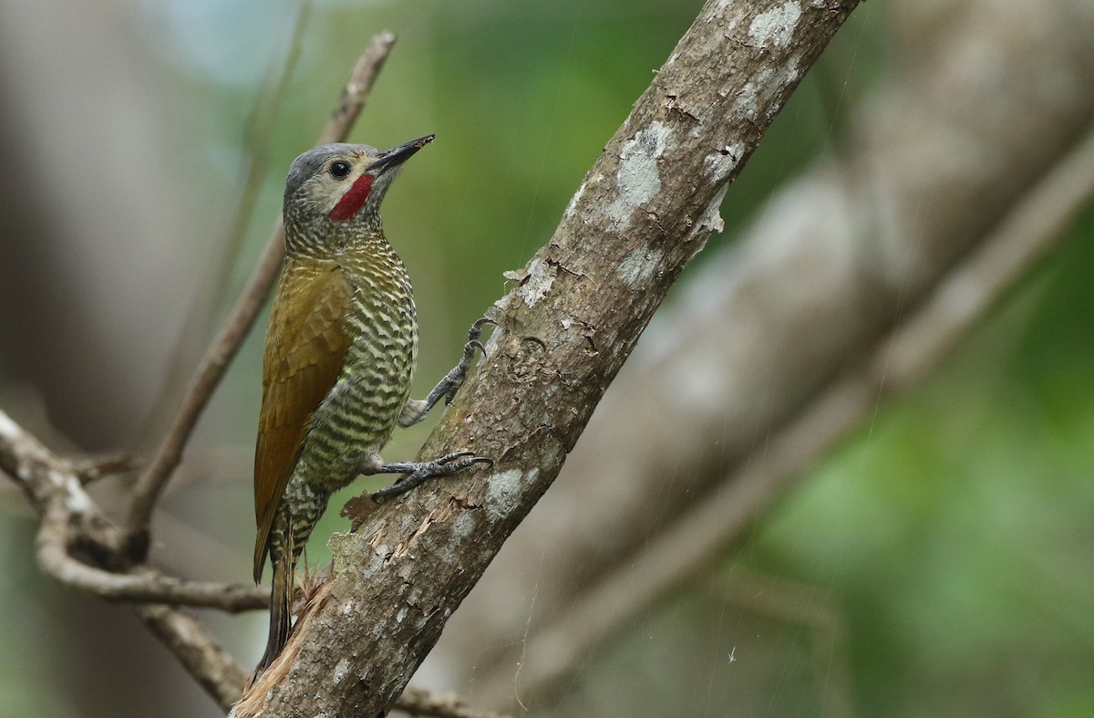 Gray-crowned Woodpecker - Luke Seitz