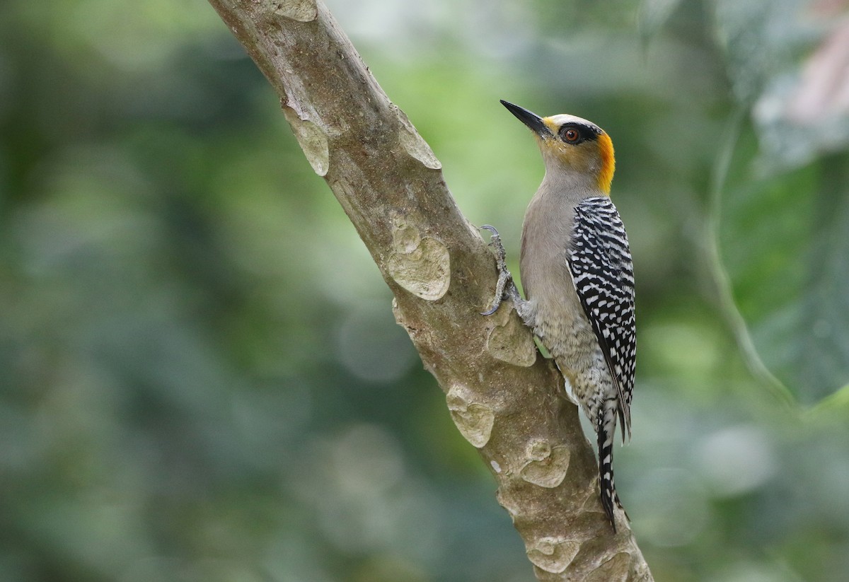 Golden-cheeked Woodpecker - ML306509271