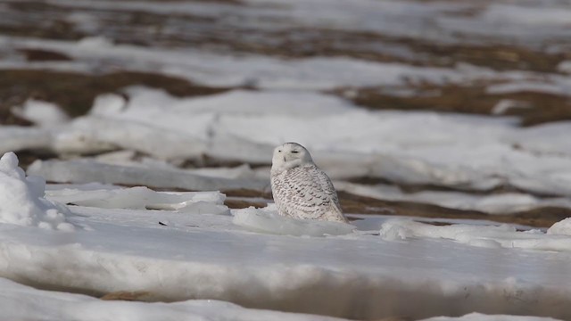 Snowy Owl - ML306509851