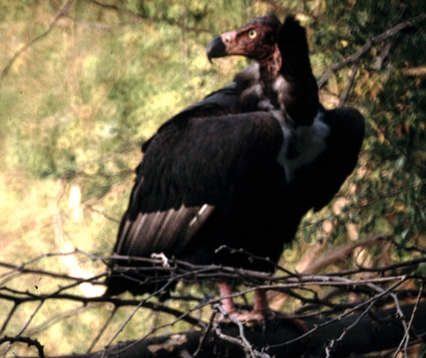 Red-headed Vulture - ML30651221