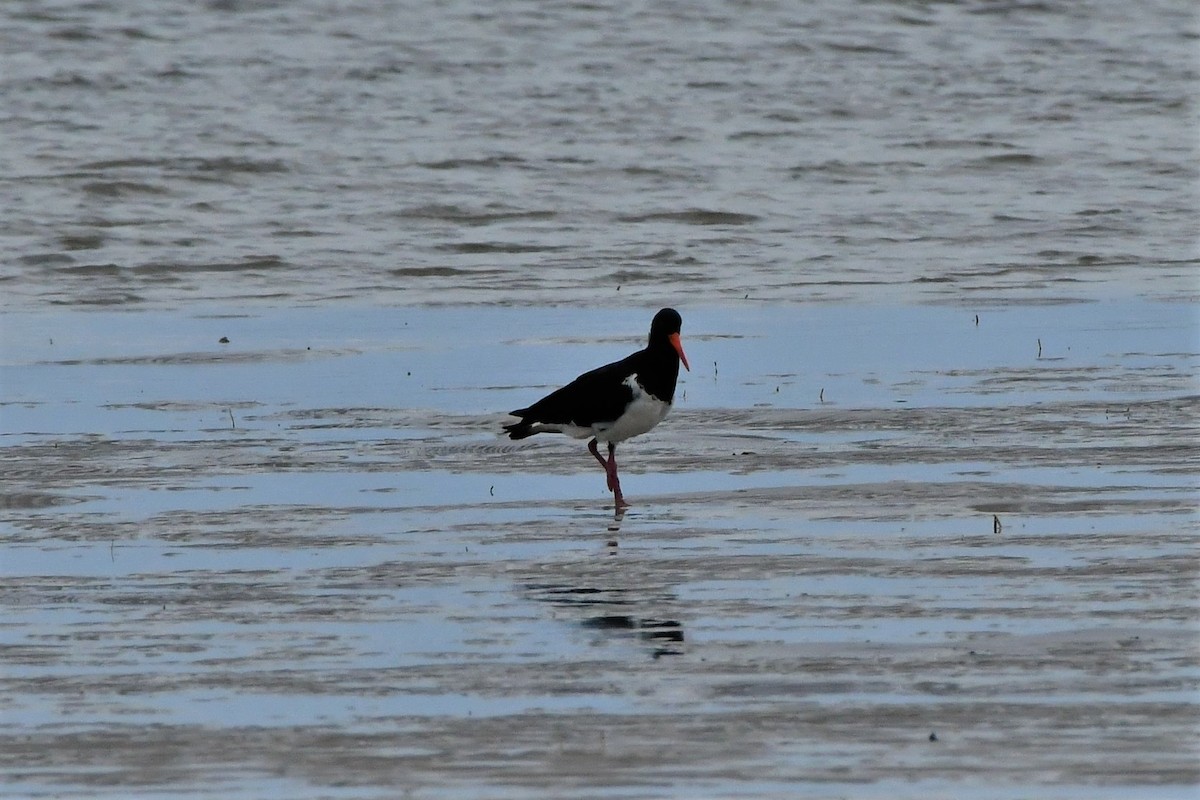 eBird Checklist - 10 Feb 2021 - Queens Esplanade, Thorneside - 22 species