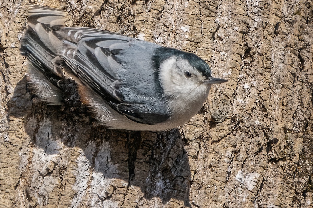 White-breasted Nuthatch - Bill Wood