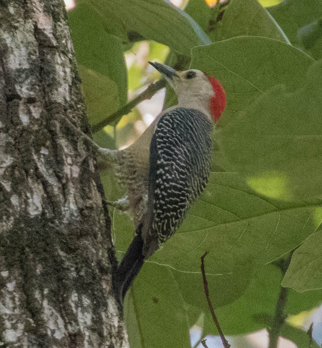 Golden-fronted Woodpecker (Velasquez's) - ML306523171