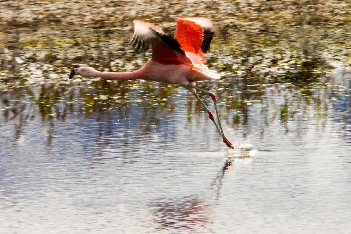 Chilean Flamingo - Jean Needham