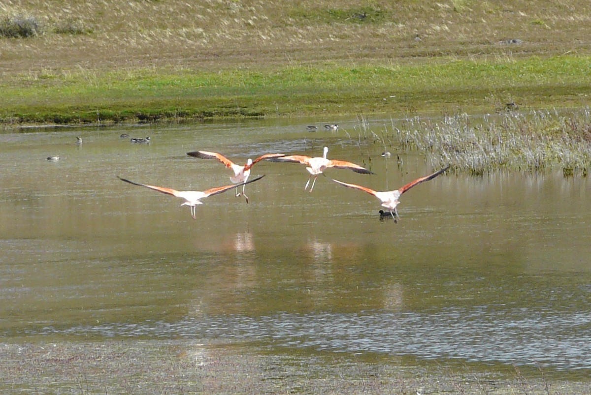 Chilean Flamingo - ML306524271