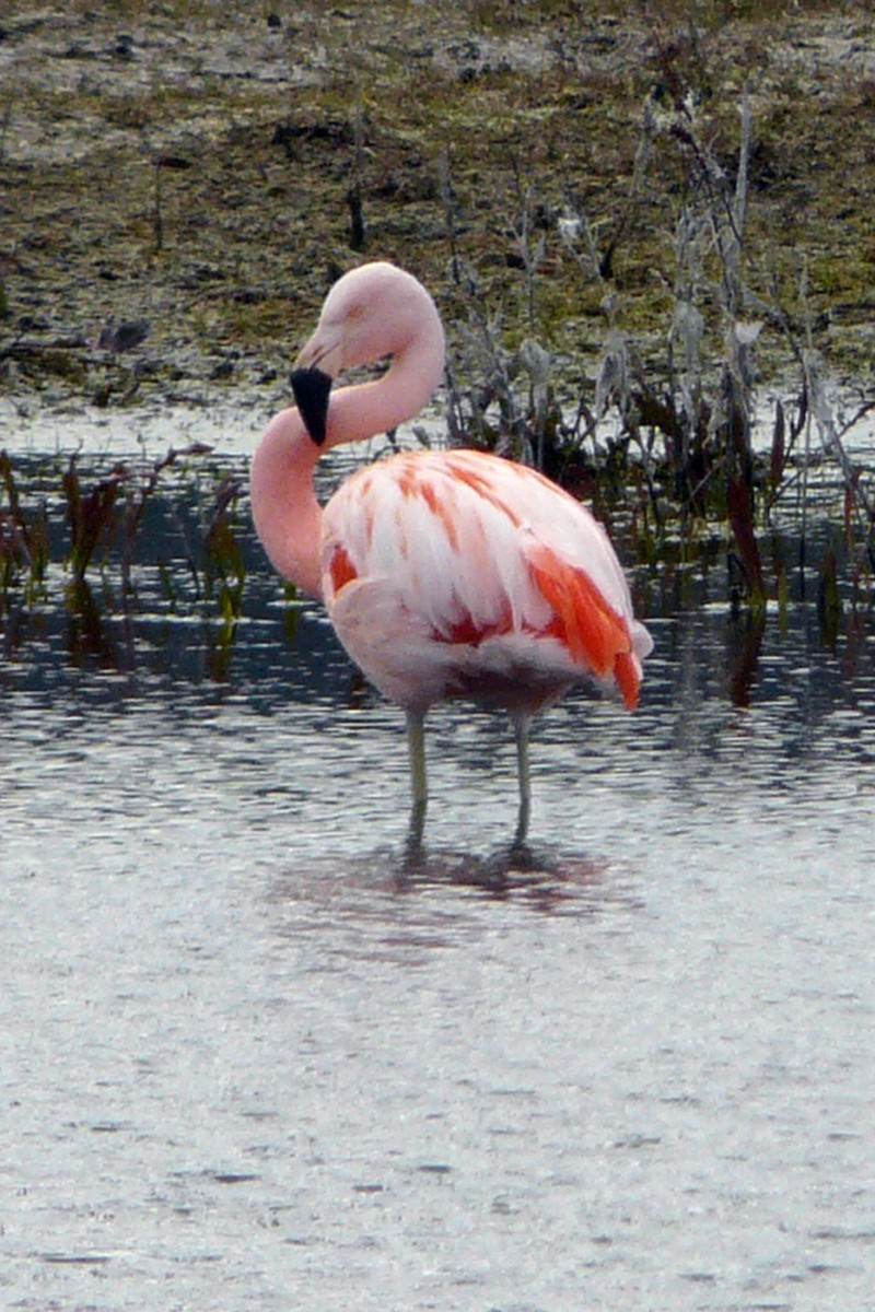 Şili Flamingosu - ML306524651