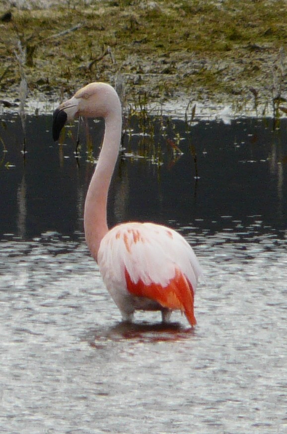 Chilean Flamingo - ML306524701
