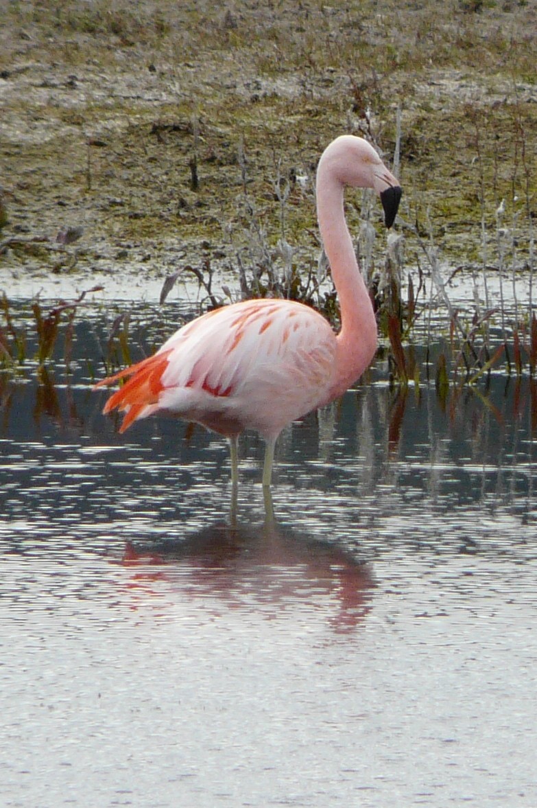 Chilean Flamingo - ML306524851
