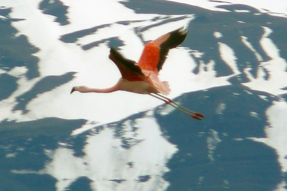 Chilean Flamingo - ML306526321
