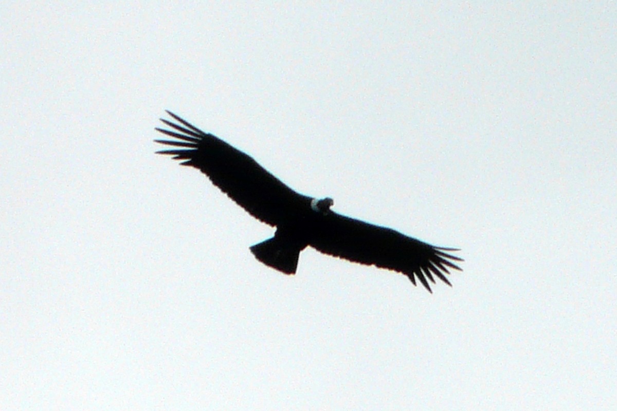 Andean Condor - ML306529351