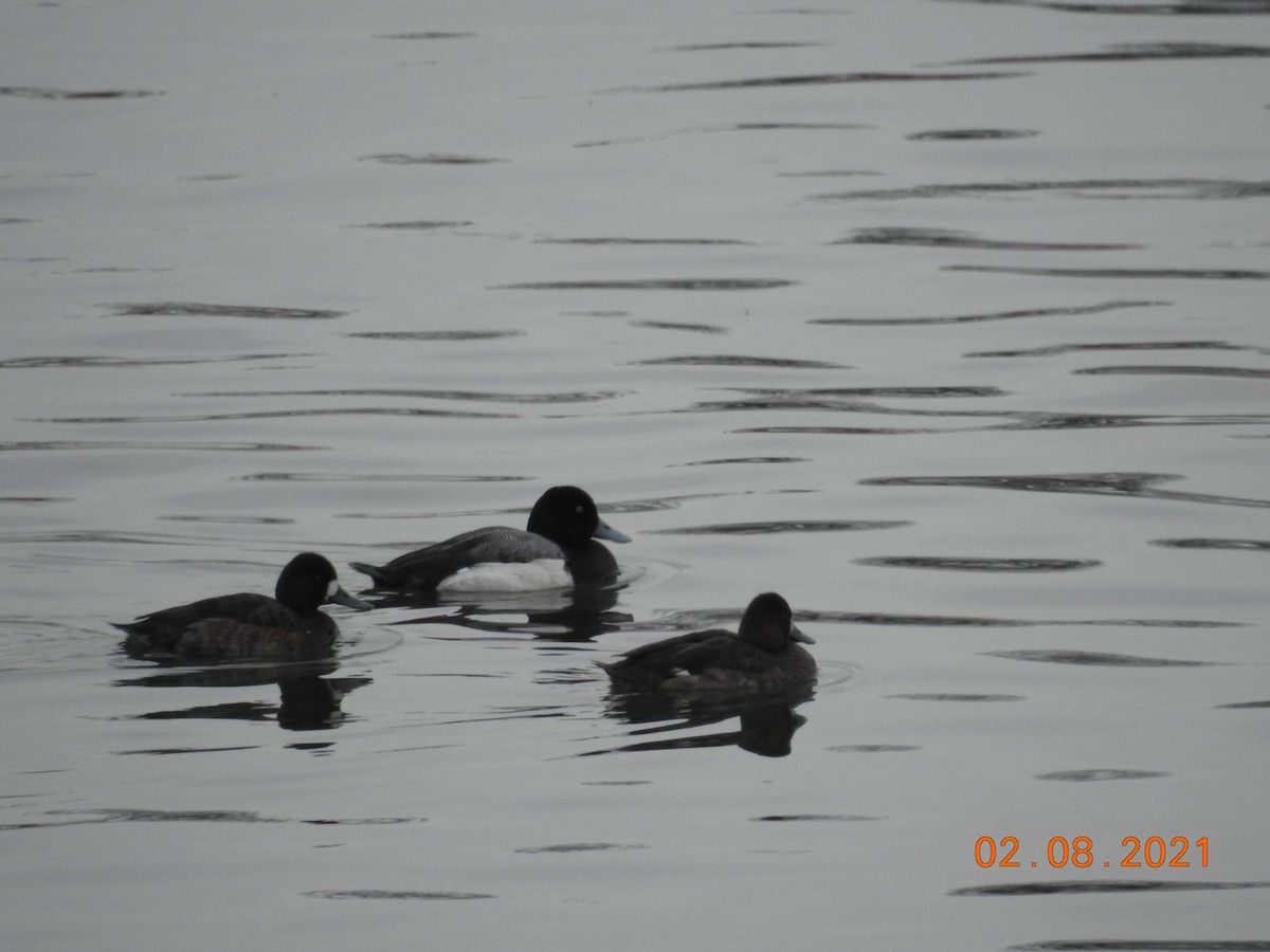Greater Scaup - ML306532781